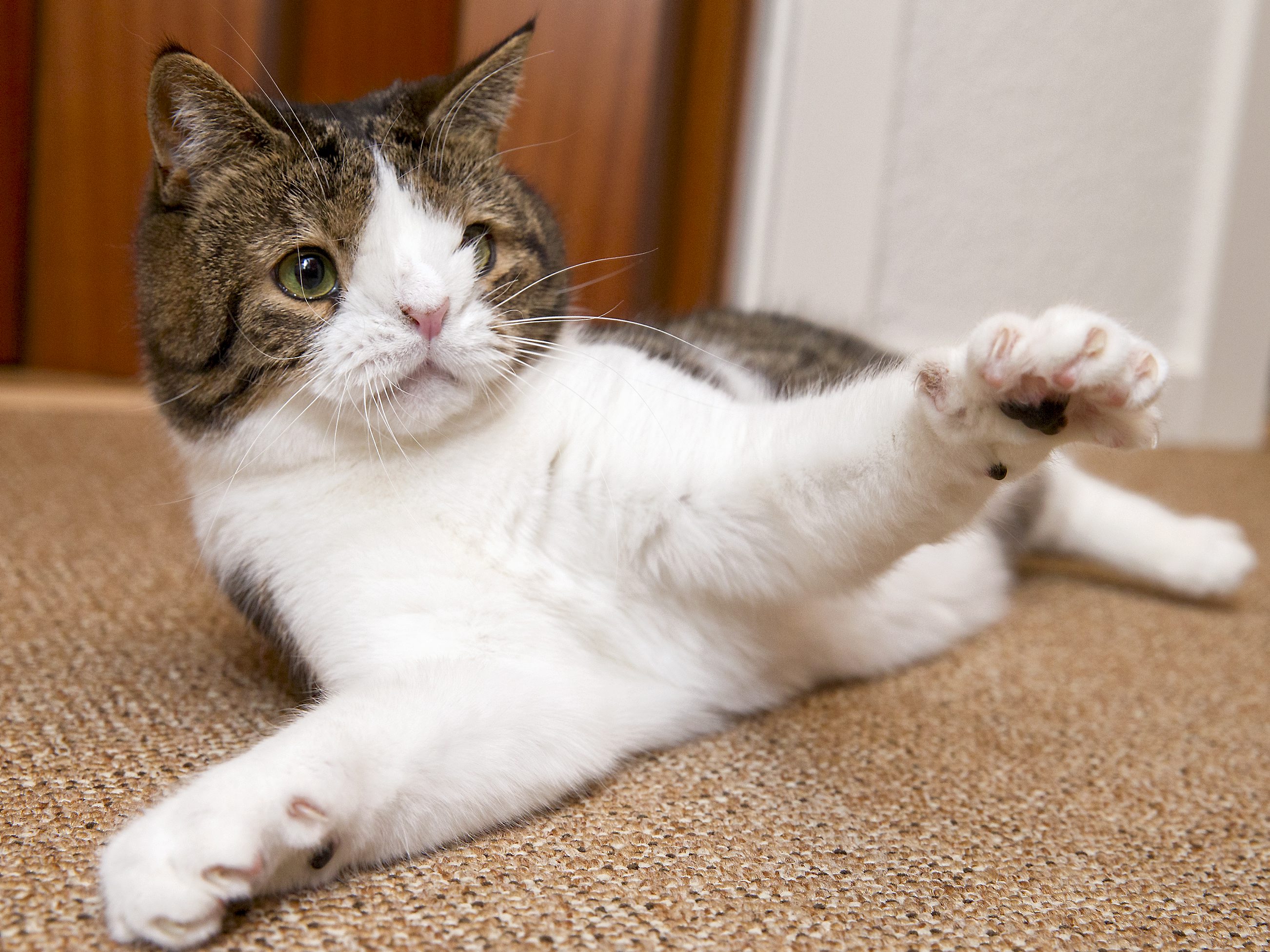 Котик даун
