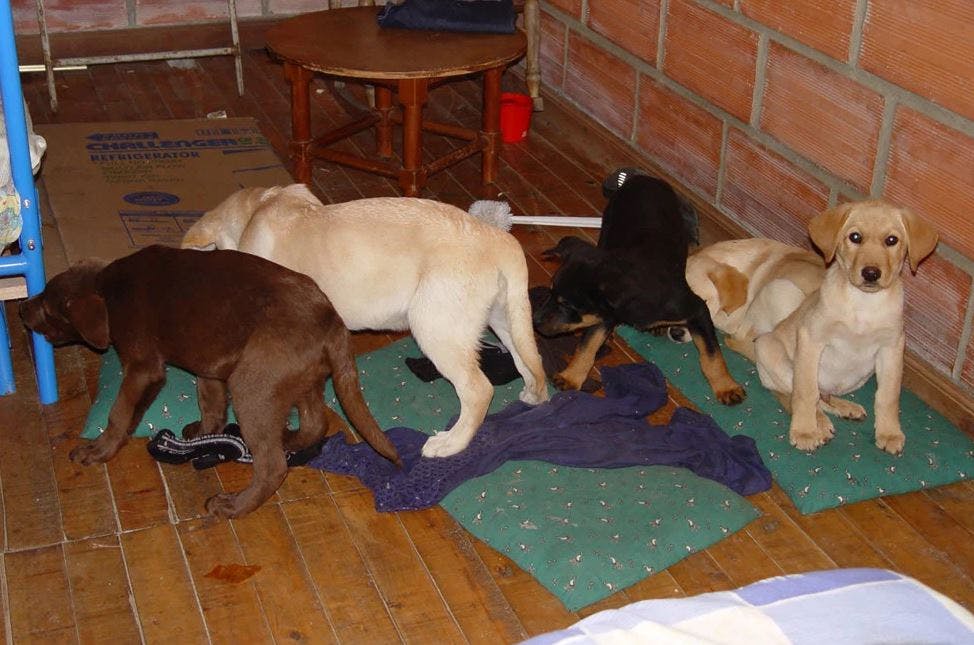 https://imgix.seoghoer.dk/2019-02-08_08_56_07-colombian_veterinarian_pleads_guilty_to_smuggling_heroin_inside_live_puppies.jpg