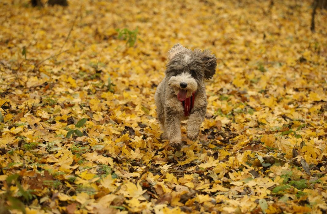 https://imgix.seoghoer.dk/2019-11-26_16_20_58-billeder.jpg