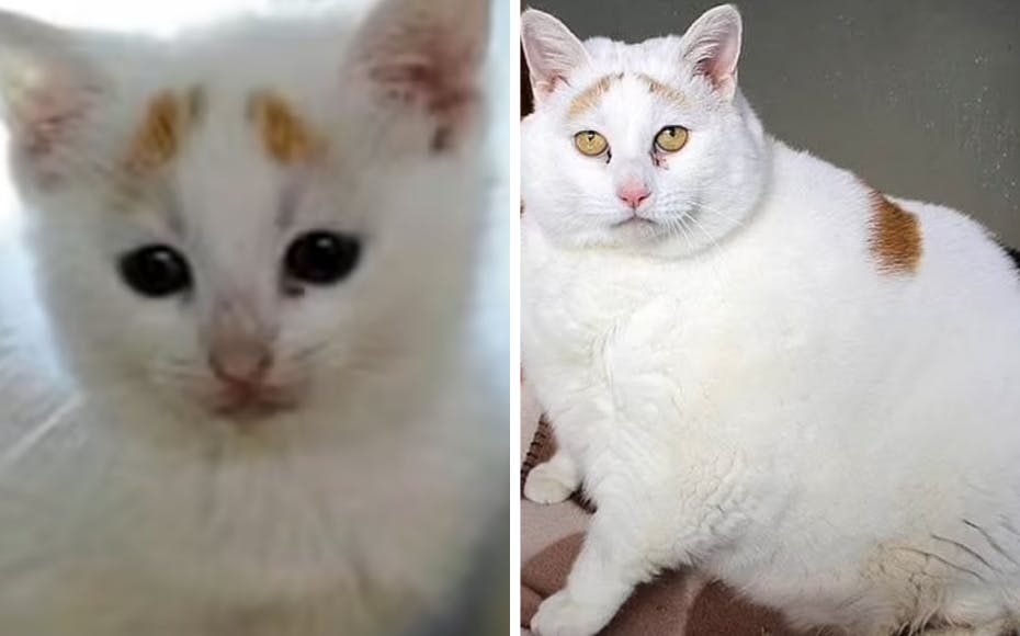 Undervægtig kat blev adopteret: Tre år senere vendte den tilbage overvægtig SE