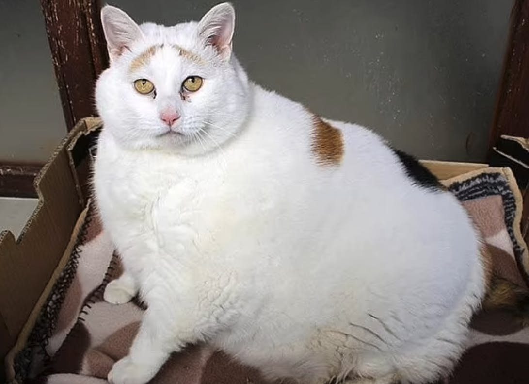 Da hun blev voksen, var Rainbow pludselig en overvægtig kat på 12 kilo!
