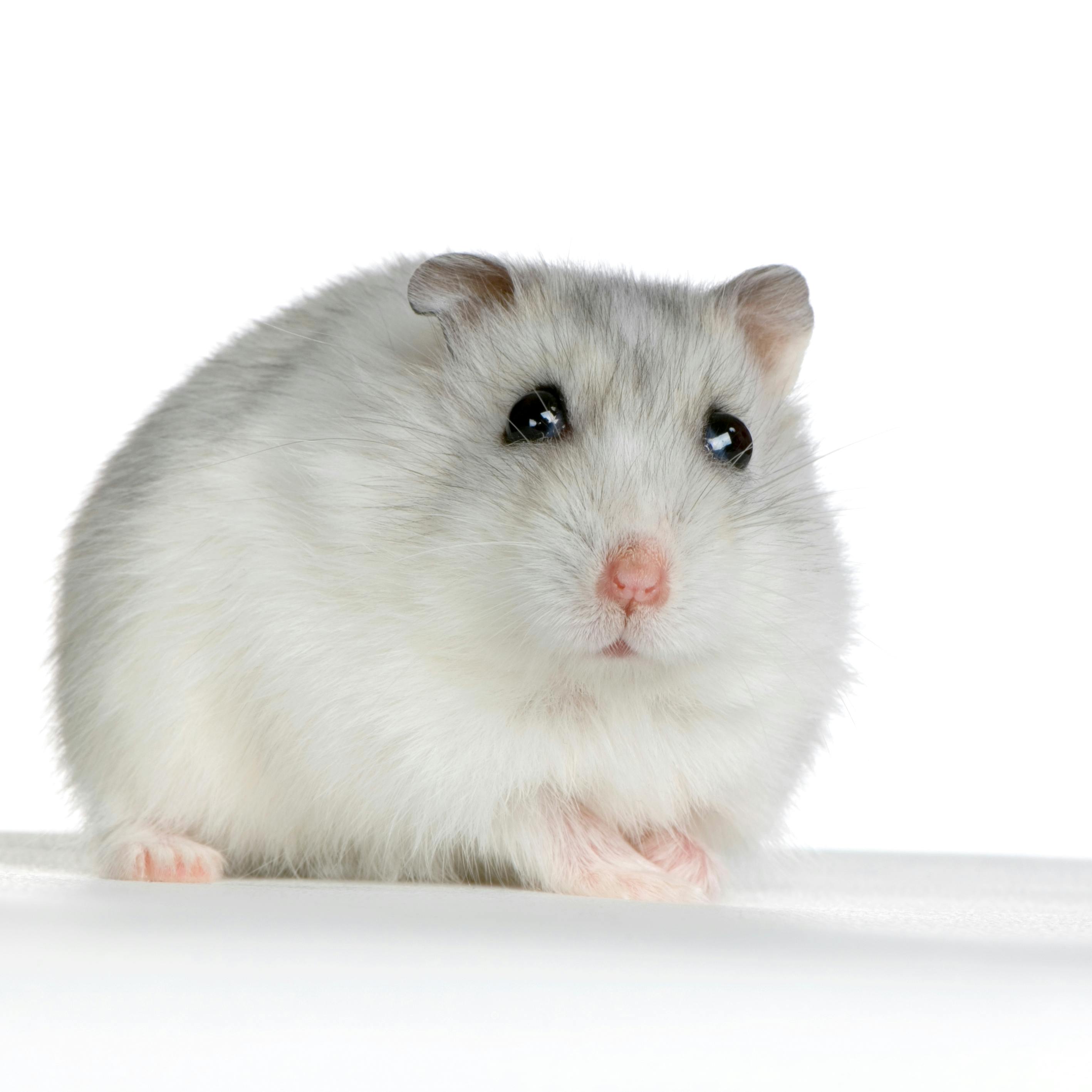 Forskere brugte en særlig hamster-art i håb om, at den ville blive god til at adlyde. Det var mildest talt ikke tilfældet.