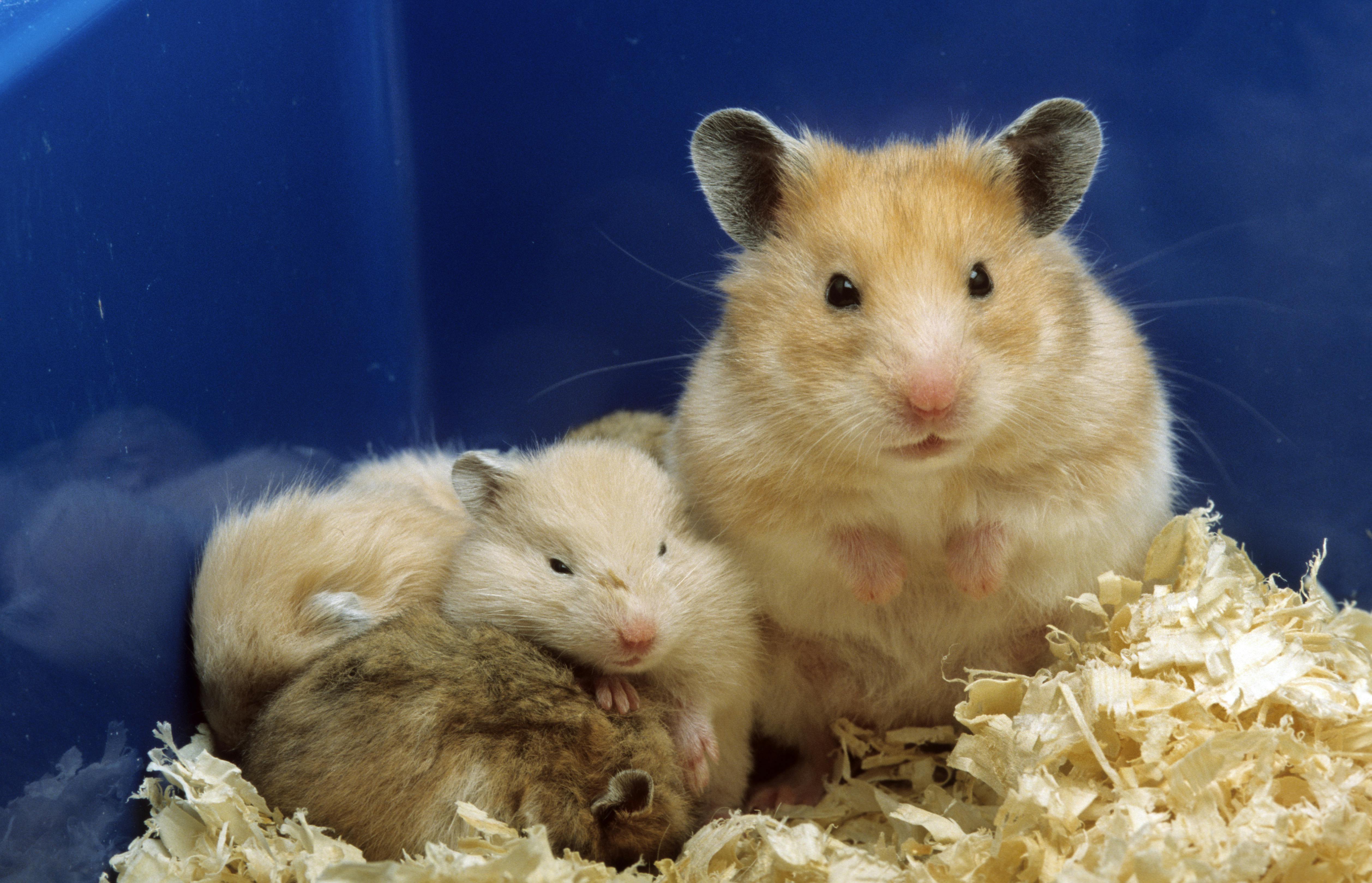 Forskere ved Northwestern University gennemførte et geneksperiment, hvor de forventede at gøre hamsterne mere samarbejdsvillige, men det stik modsatte skete.