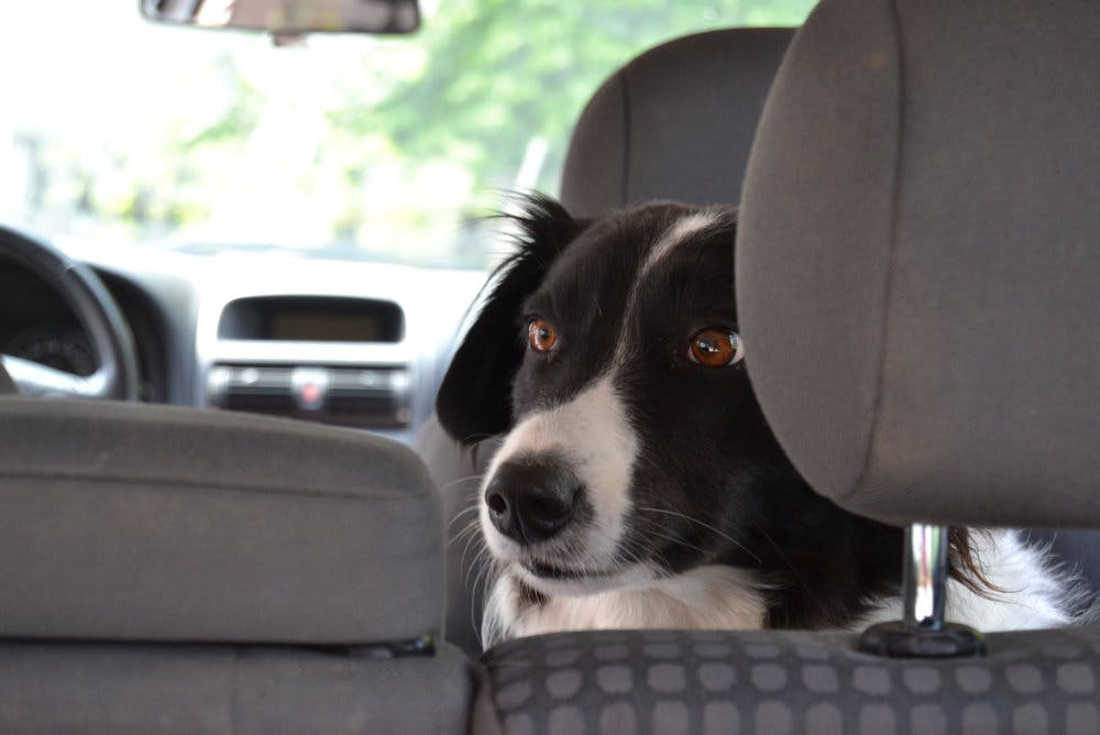 Selv meget kort tid i en bil kan blive for varmt for en hund. En bil parkeret i 20 graders varme kan hurtigt komme op på 40-50 grader