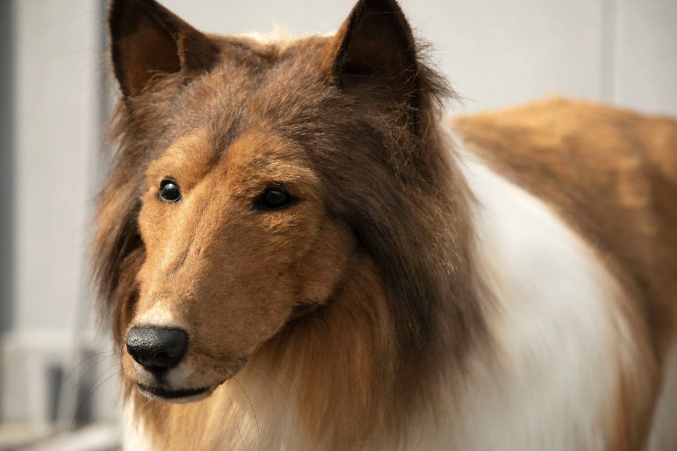 Helt tæt på er der også ren hunde-vibes at spore. 