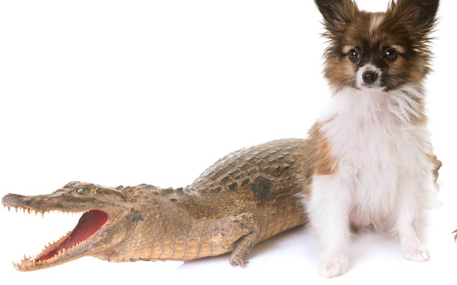 En hund eller alligator? En mand vidste ikke helt, hvad han var blevet bidt af.