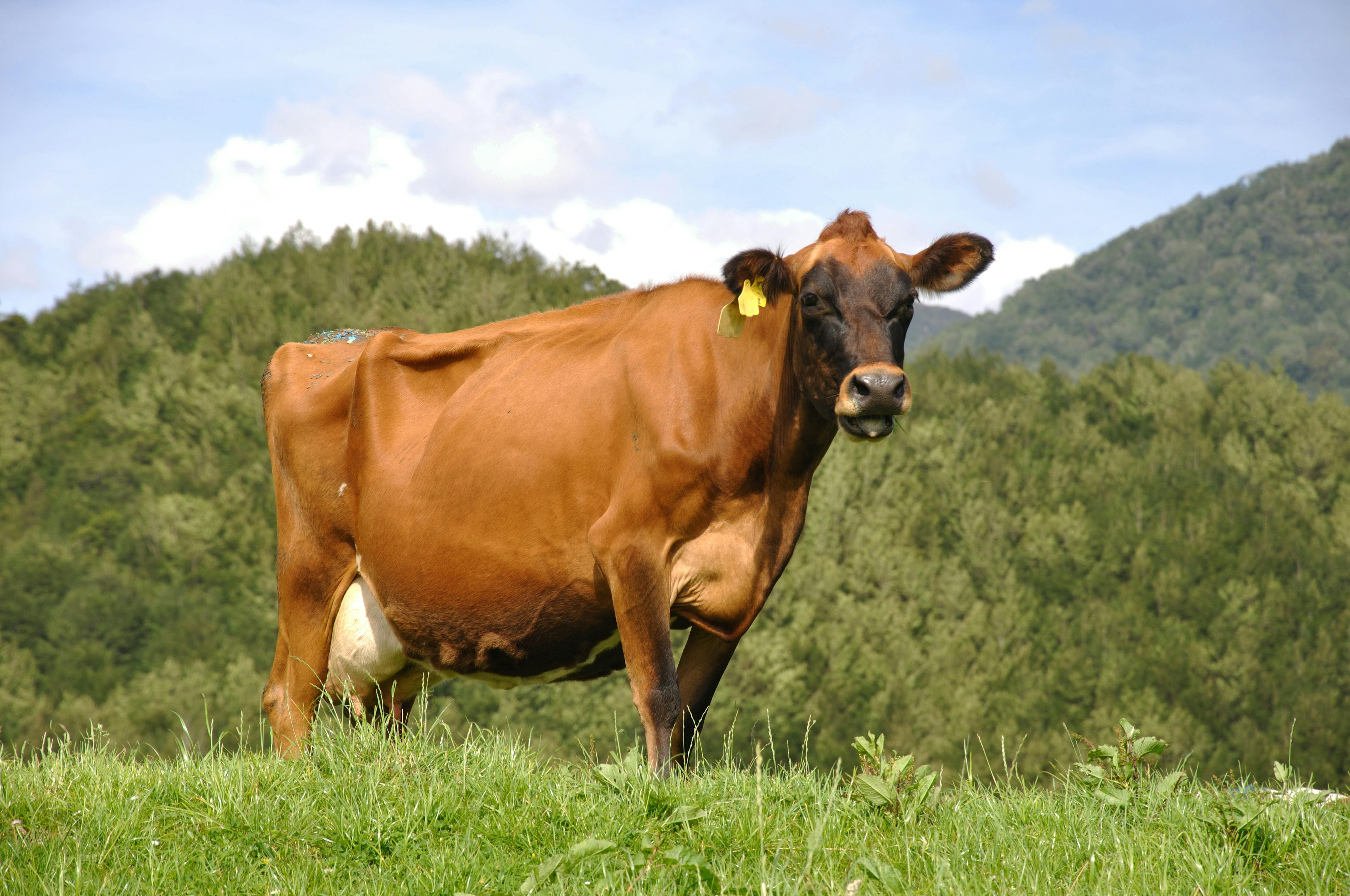 New Zealand vil beskatte ko- og fåreprutter.
