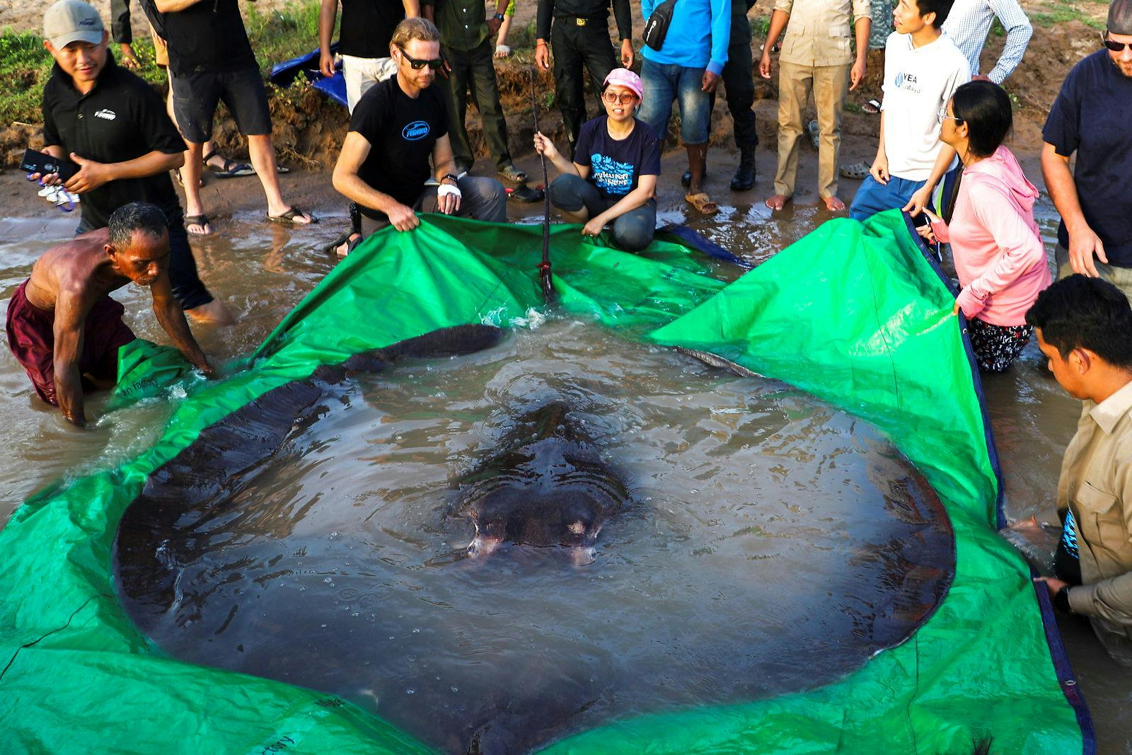 Der krævede omkring ti personer, at hive den store fisk i land. Den er nu sluppet løs igen, men er blevet mærket elektronisk 