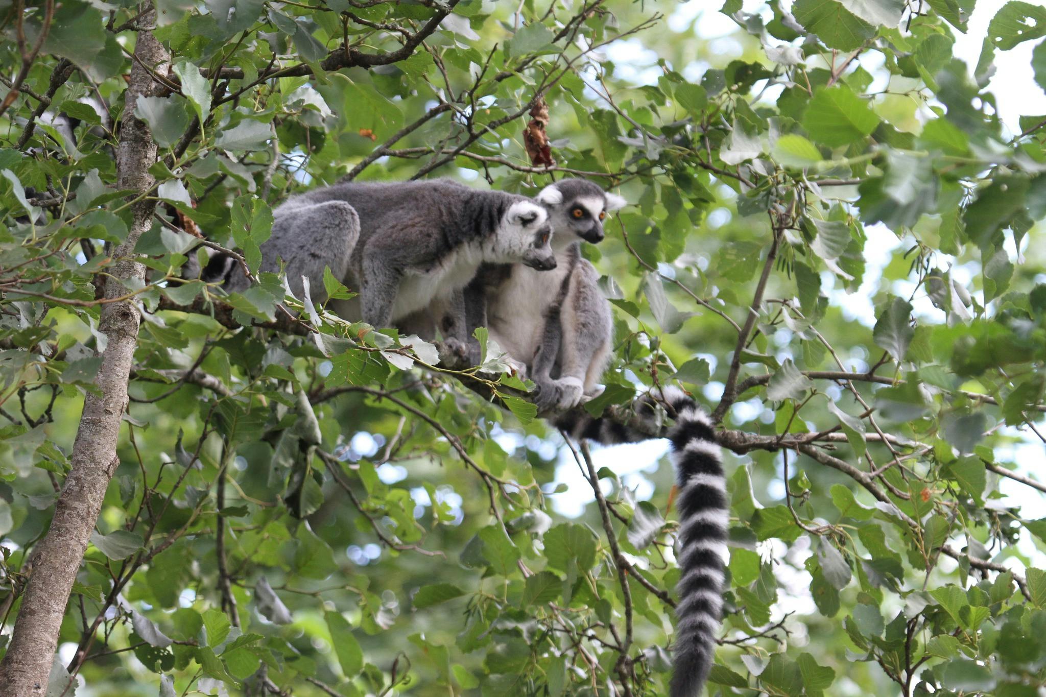 De to lemurer har haft succes med at springe ud af deres bur i Givskud Zoo