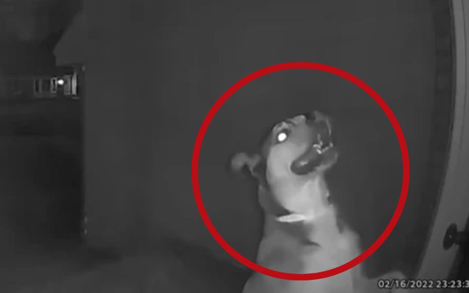 En familie på ferie fik noget af en overraskelse, da deres overvågningskamera alarmerende dem om, at deres hund stod ude foran hoveddøren.