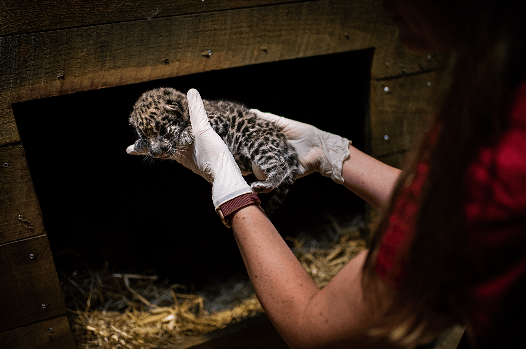 https://imgix.seoghoer.dk/2022-06-23/jaguarkilling_d855622jaguar_panthera_onca_.png