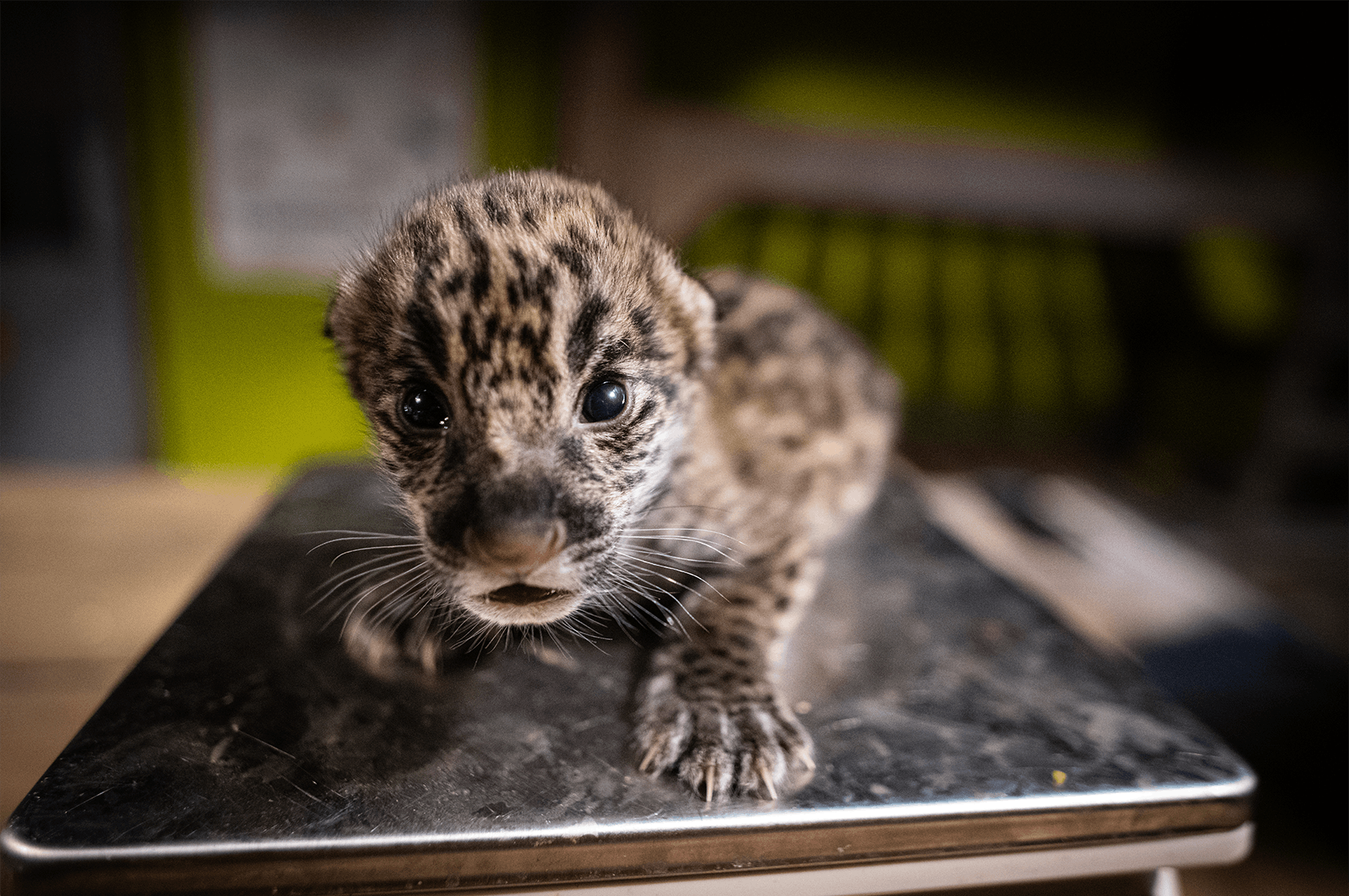 https://imgix.seoghoer.dk/2022-06-23/jaguarkilling_d855769jaguar_panthera_onca_.png