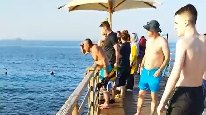 Turister er vidne til hajangreb
