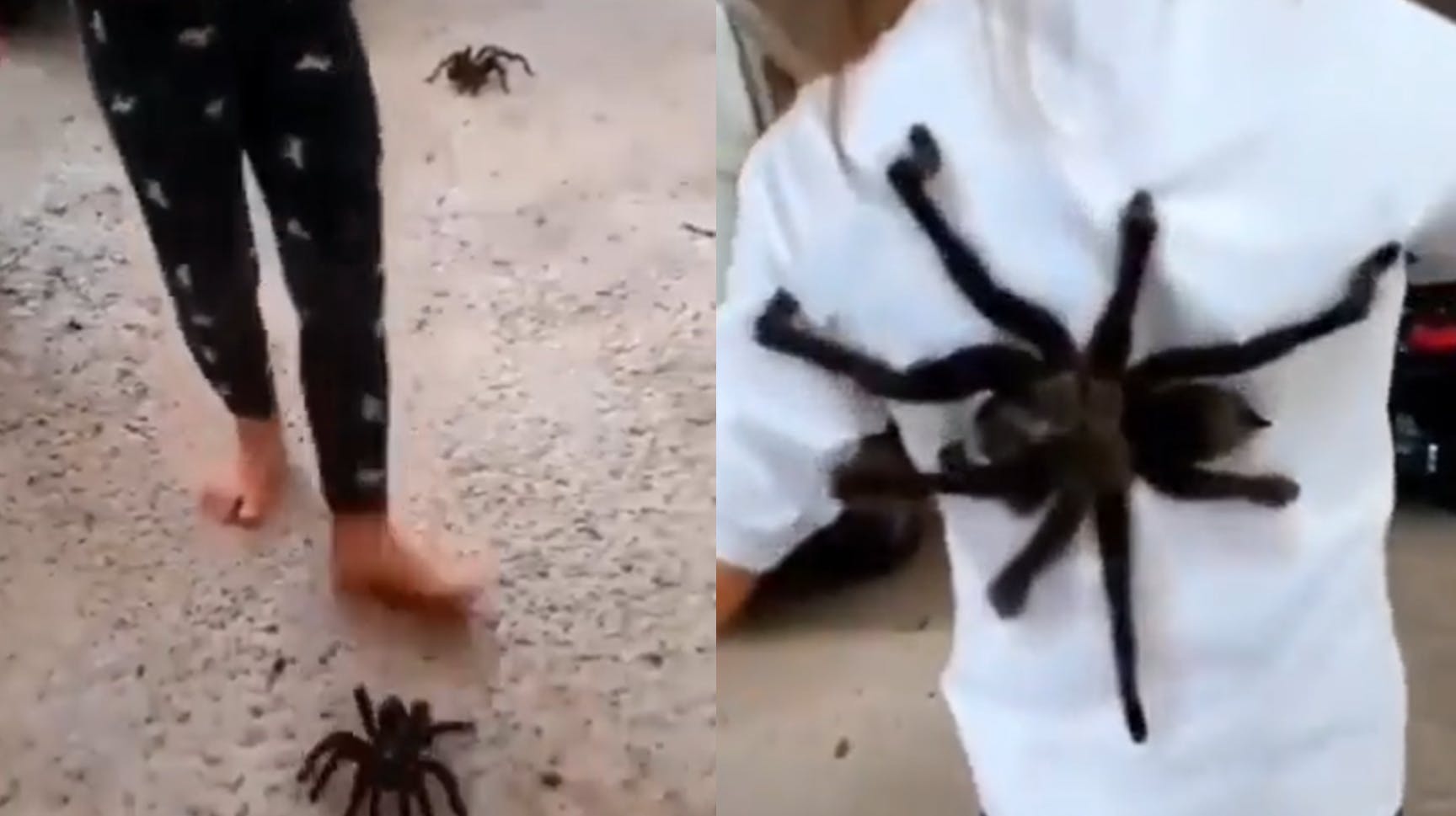 Ja, altså.. Ellers tak. Vi kan ikke den dag, hvis pigen her spørger, om vi vil forbi til en legeaftale inkl. kæledyr 