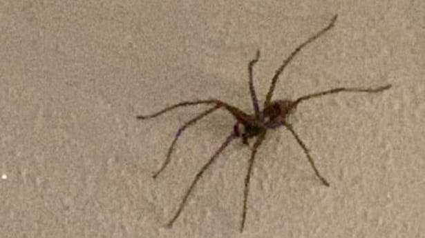 Det var denne herlighed, som Debby havde fået besøg af. Politiet kunne dog intet stille op.