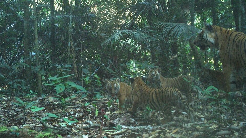 Fire tigerunger sammen med mor i regnskoven i Malaysia. Billedet skaber glæde, da bestanddelen af tigere er meget lav i landet