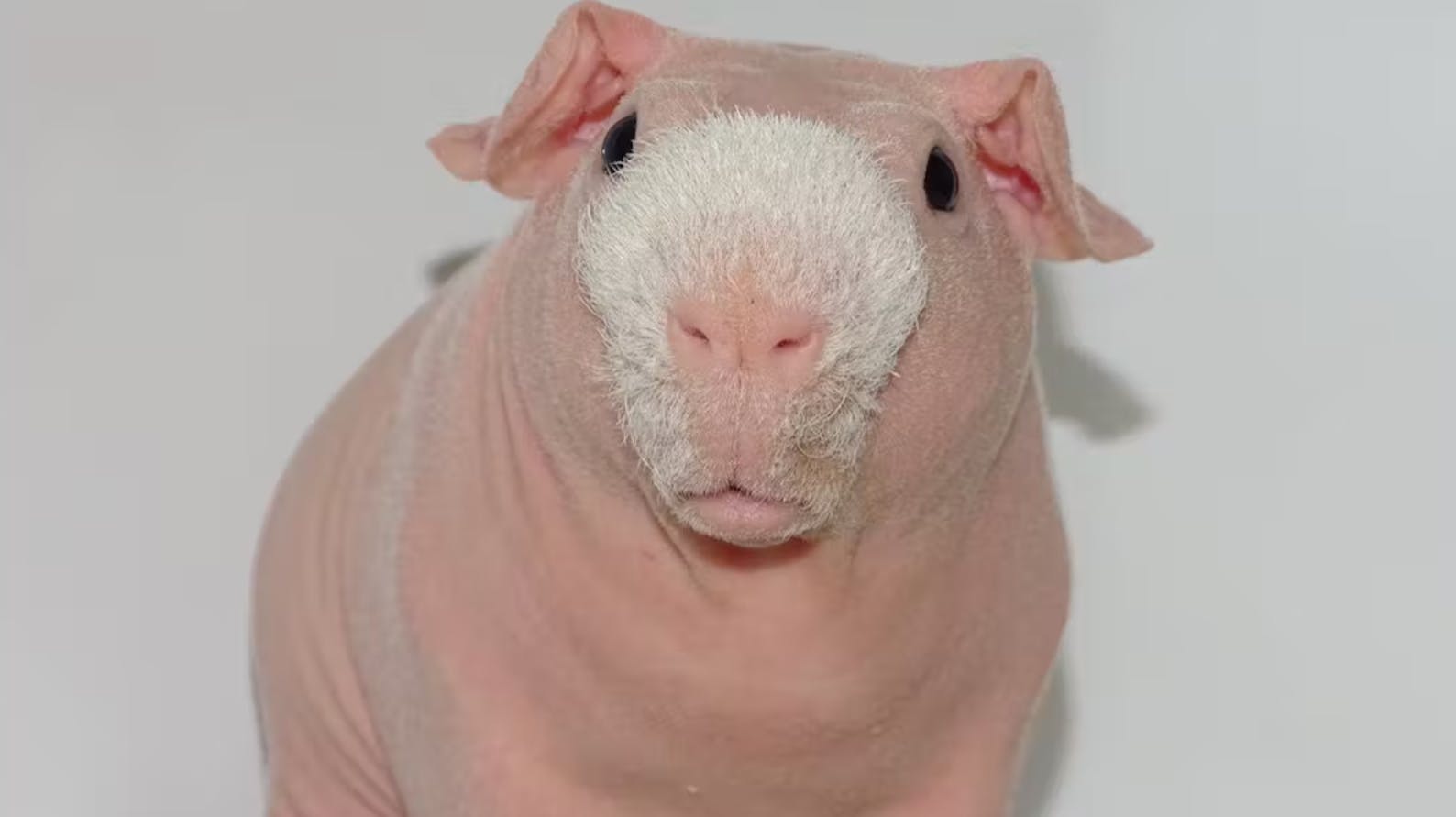 Hvem vil ikke gerne eje denne søde fyr?