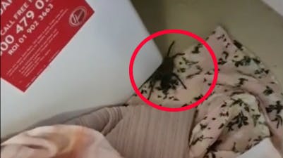 Edderkop i kuffert