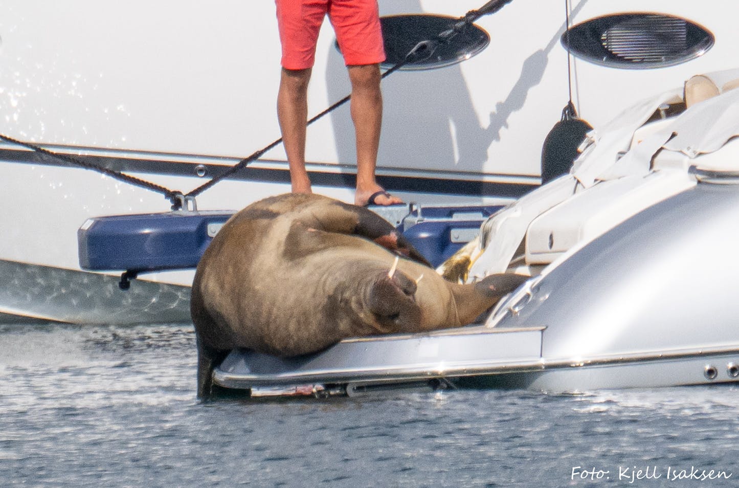 Den store hvalros benytter en af havnens både som liggestol.