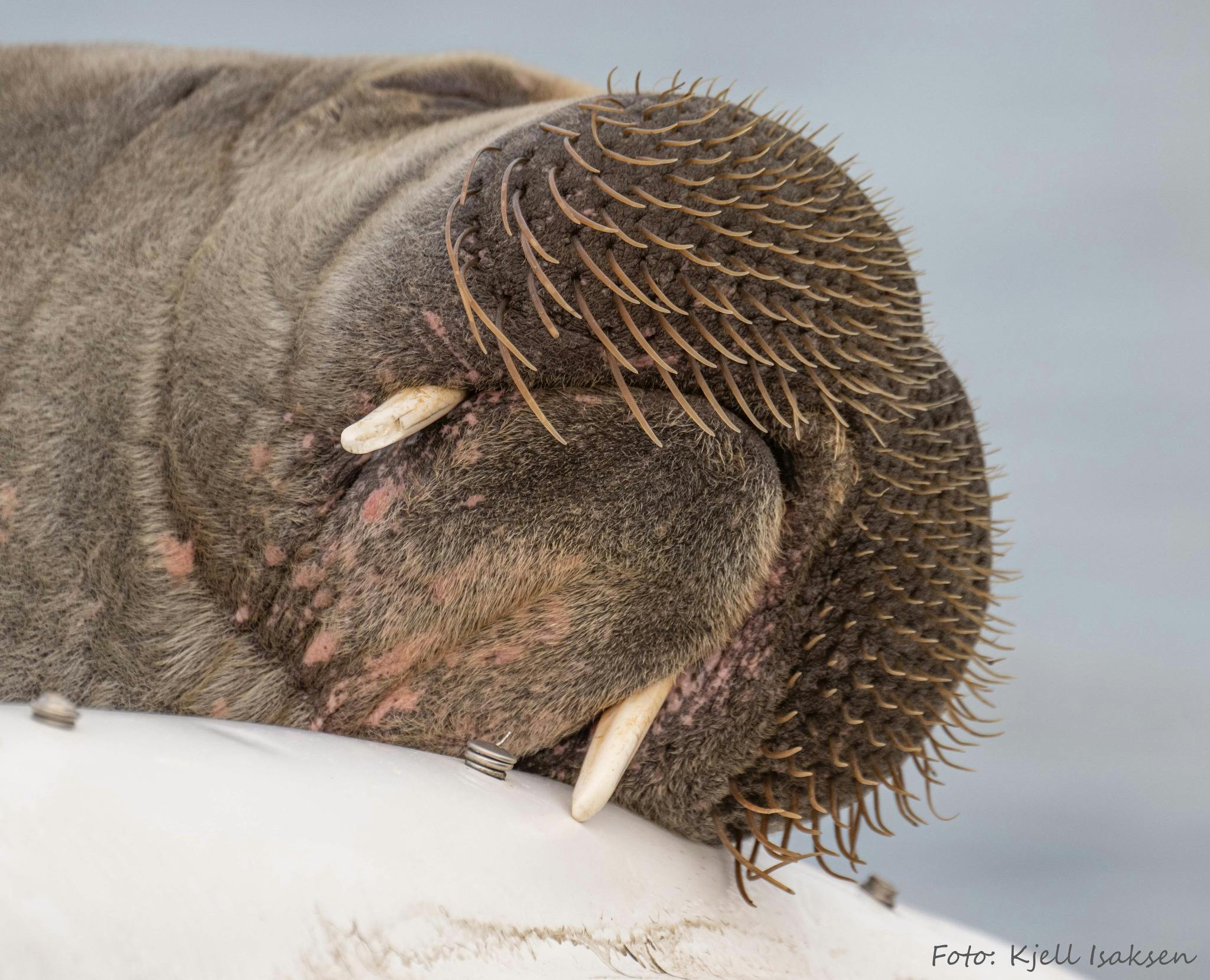 Den store hvalros tiltrækker sig stor opmærksomhed fra folk i havnen. Det vilde dyr er fredet, og må derfor ikke slås ihjel medmindre det udgør en fare for mennesker.