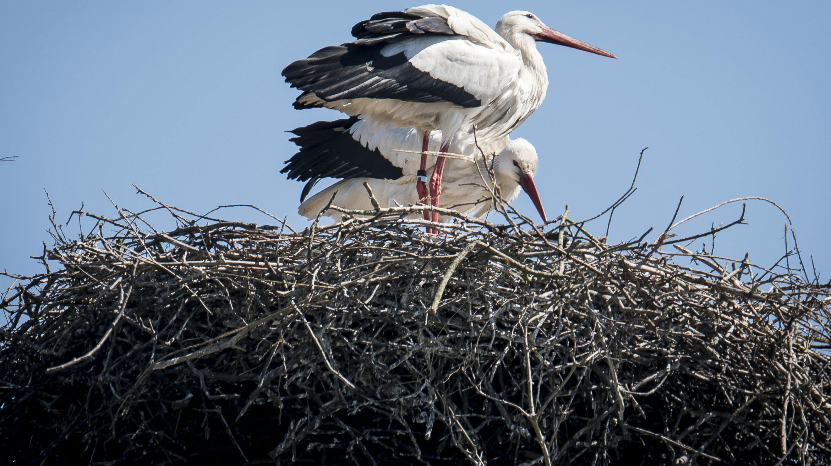 stork