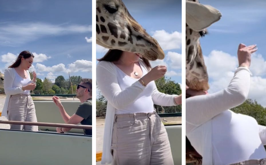 Det endte ikke kun lykkeligt - men også i smerter - da en kvinde blev friet til under en safaritur.&nbsp;