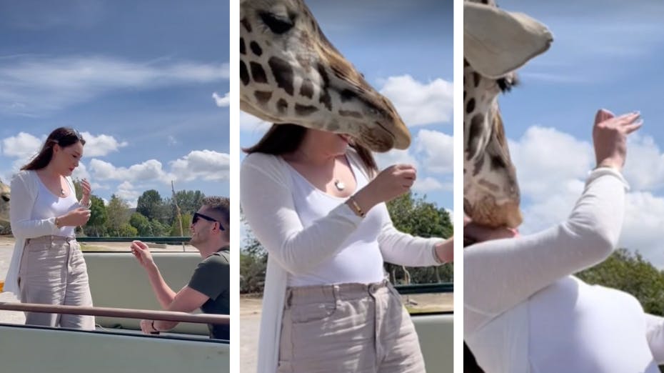 Det endte ikke kun lykkeligt - men også i smerter - da en kvinde blev friet til under en safaritur. 