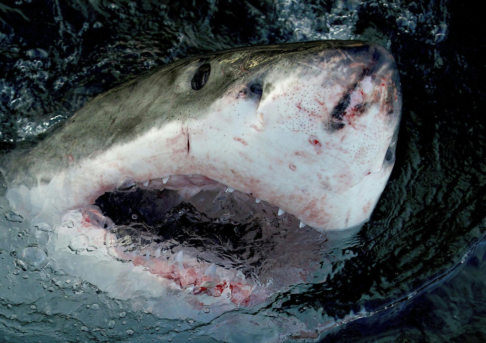 En hvidhaj er et af havets mest frygtede fisk.