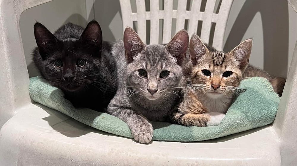 Der er 12 killinger og seks hunkatte blandt de indleverede 37 katte.