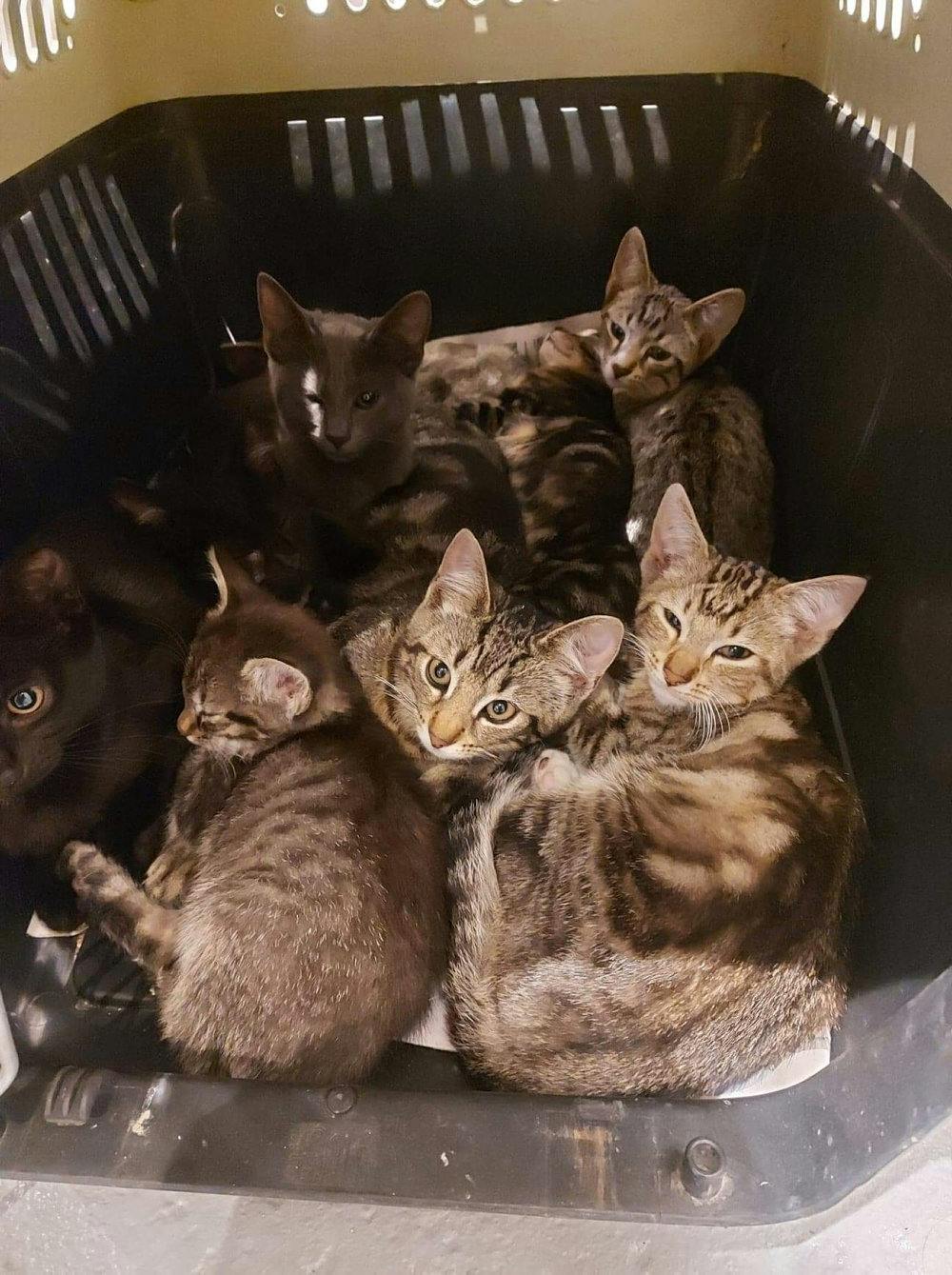 Foto: Dyrenes beskyttelse