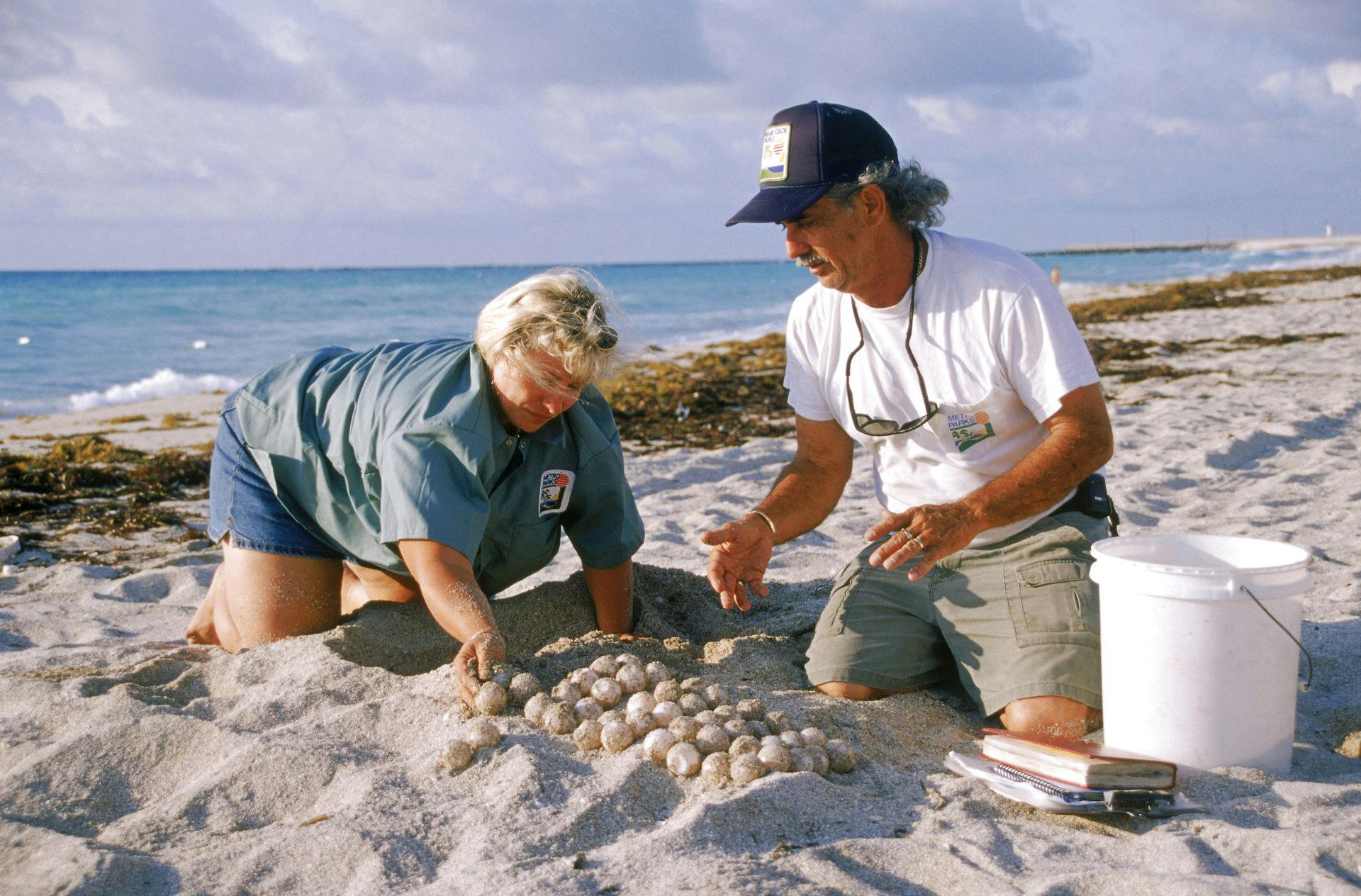 Havskildpadder har problemer med varmen i Florida