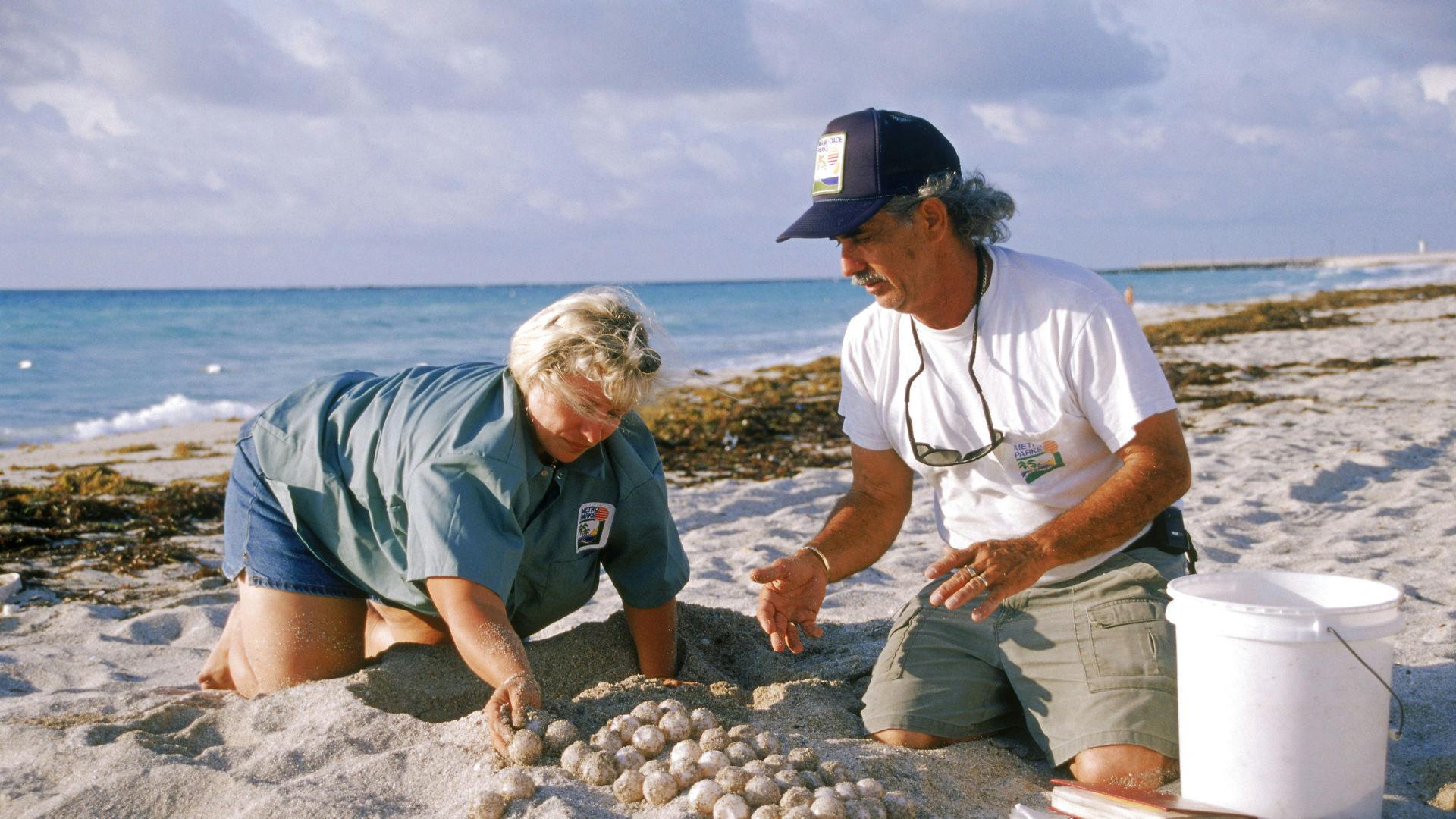 Havskildpadder har problemer med varmen i Florida