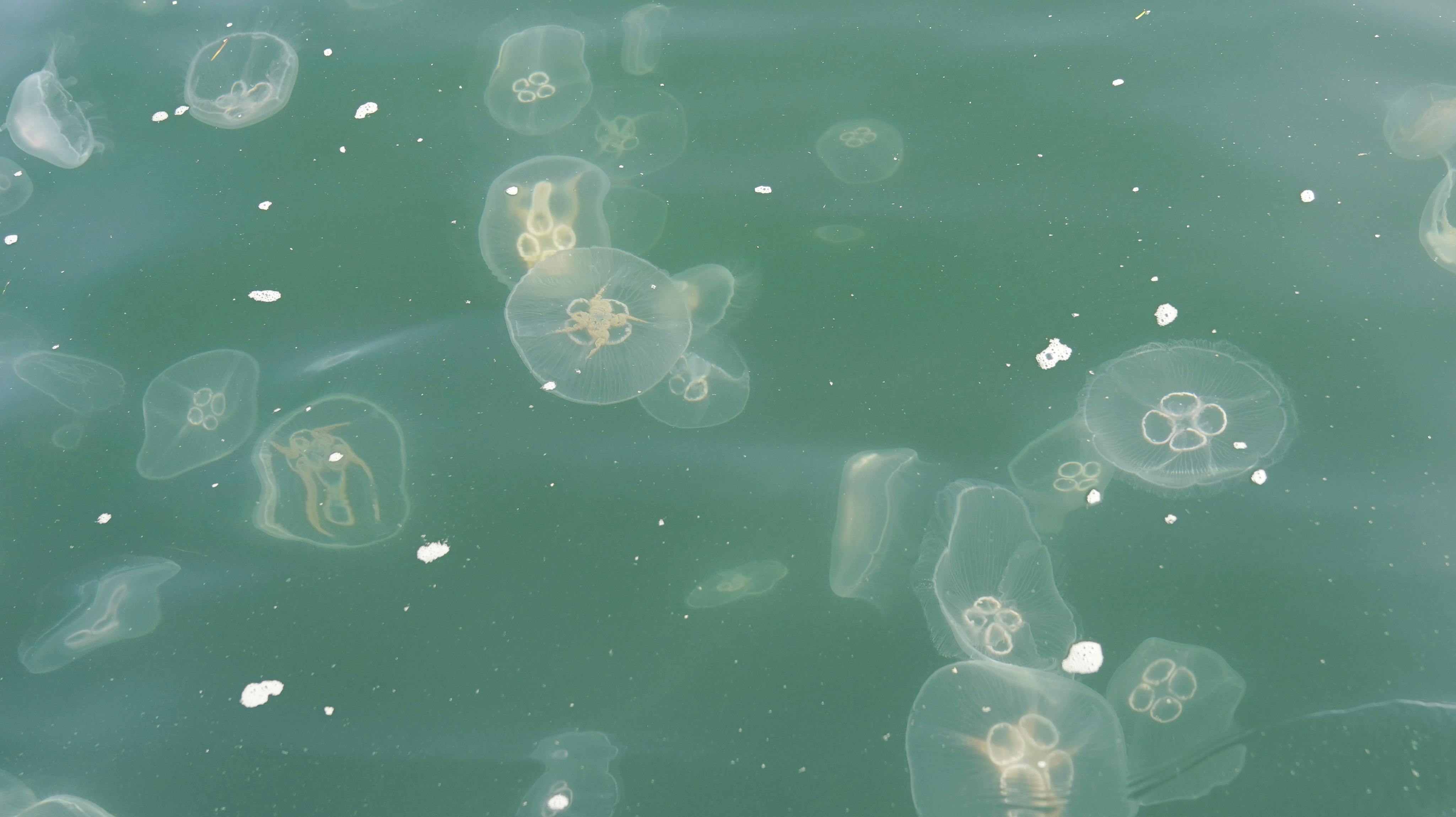 Vandmænd i massevis i Østersøen ud for Kiel 