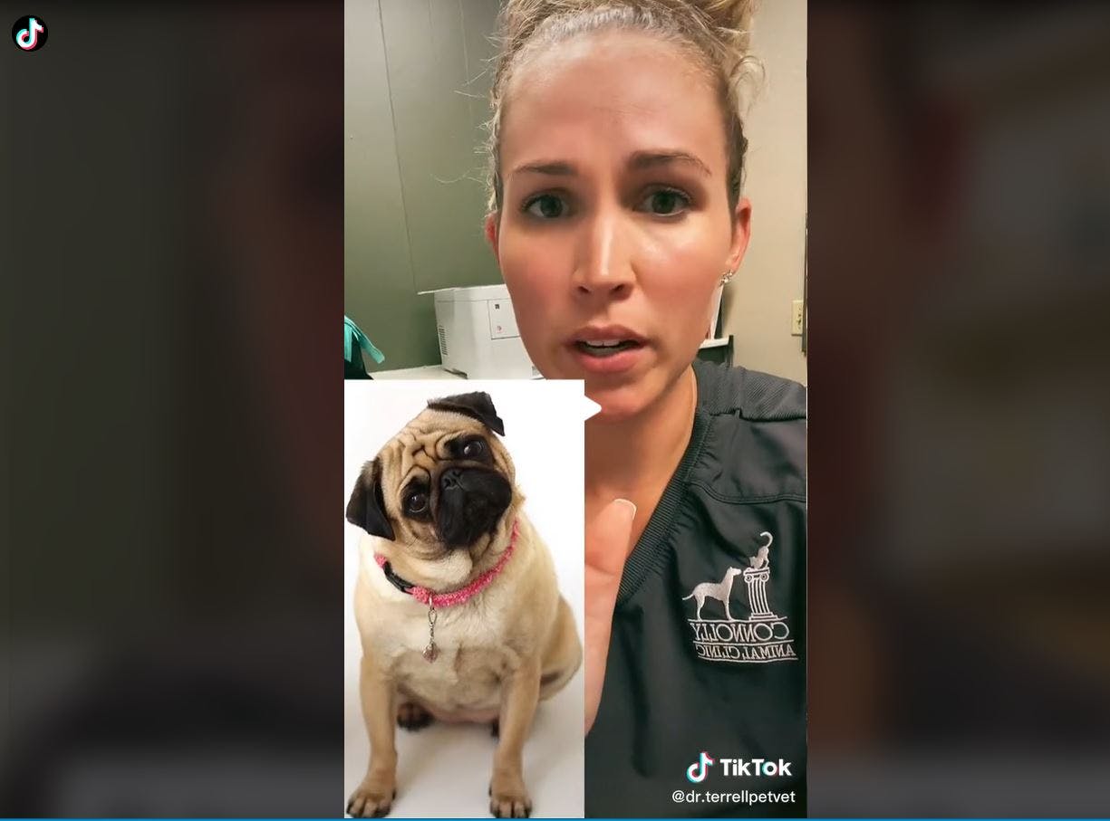 Mops er på listen over hunderacer