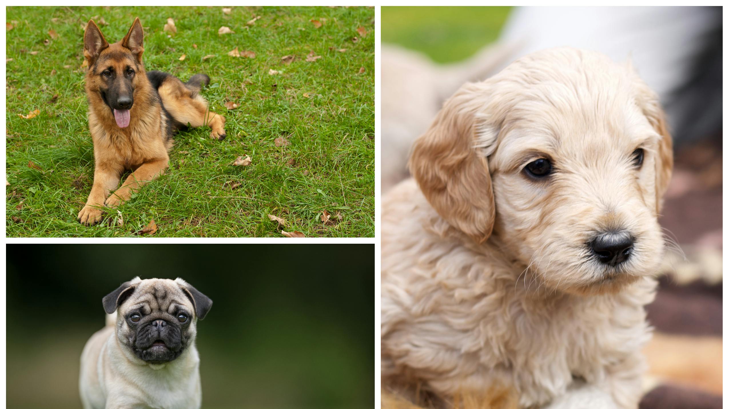 De her racer er dyrlægens mareridt