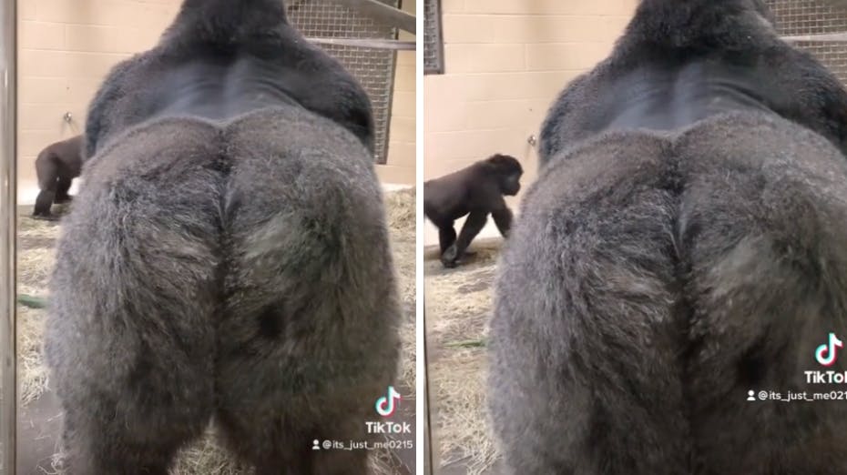 Den majestætiske silverback gorilla ved navn Cenzoo styrtede hen mod ruden med ét eneste formål: At flashe sin bagdel til de måbende zoogæster.
