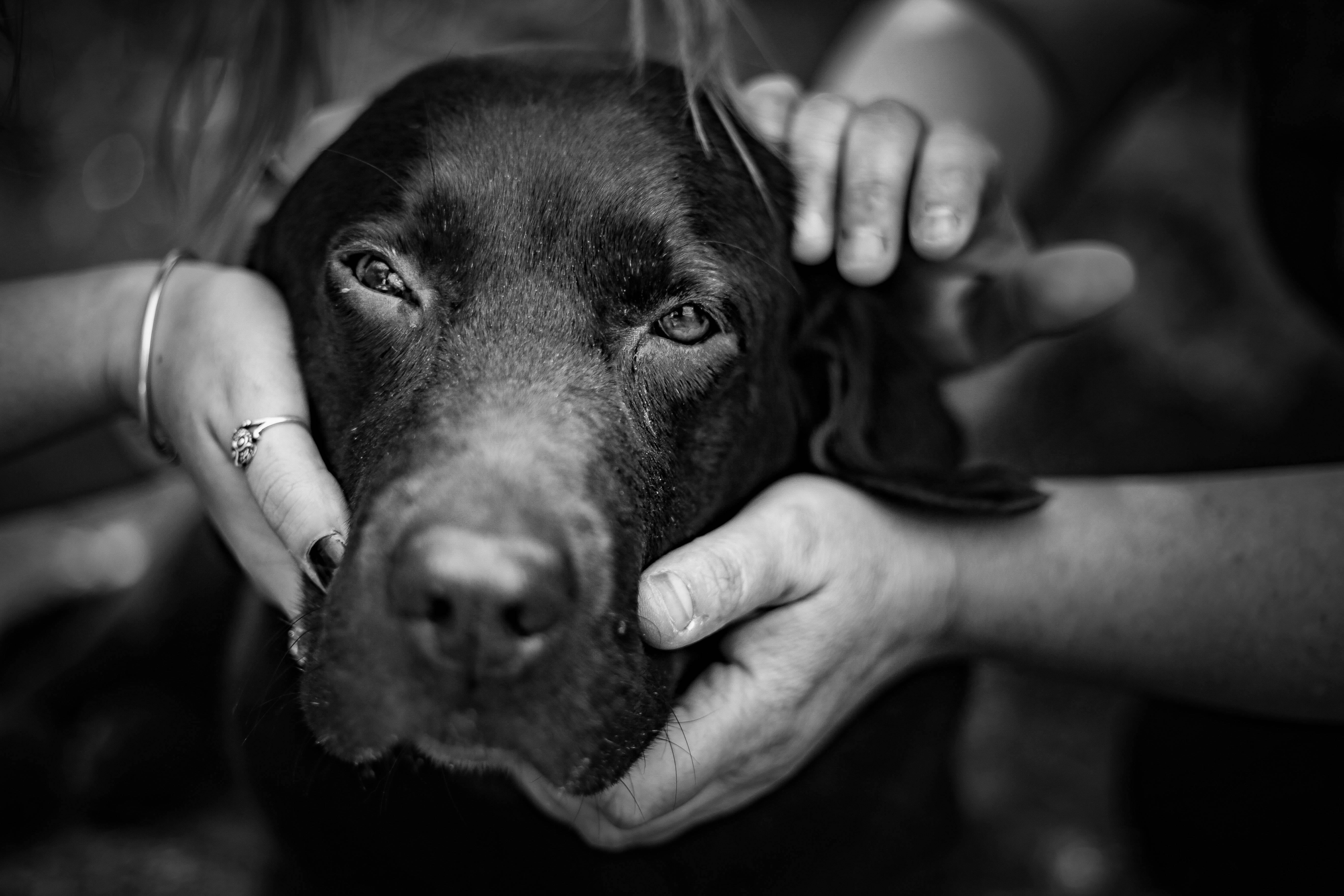 En dyrlæge kommer med et vigtigt budskab, efter hun havde en hjerteskærende oplevelse, da hun skulle aflive en hund.