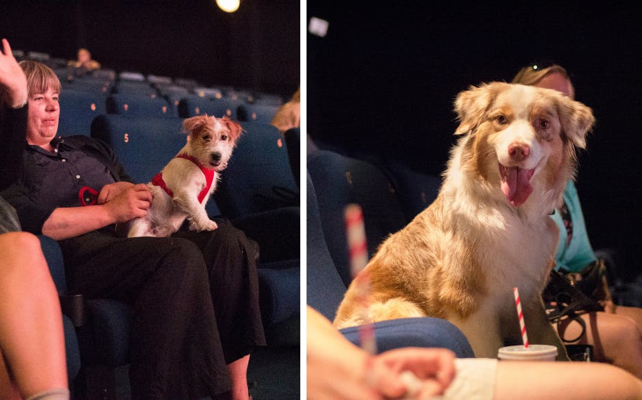Hyggeligt så det ud, da hundene indtog biografsæderne. 
