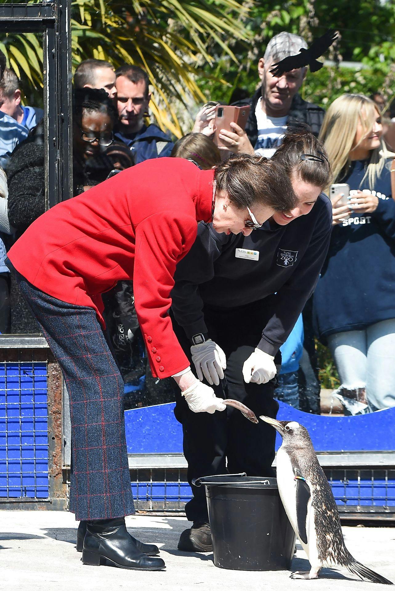 Den britiske prinsesse Anne besøgte tidligere på sommeren pingvinerne i Edinburgh zoo.