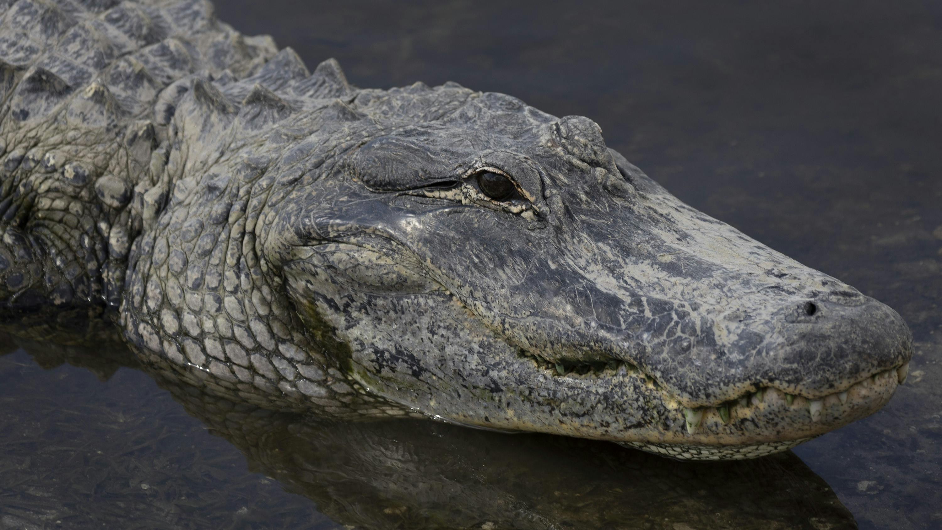 Det er tilladt at jagte alligatorer i søerne i deltstaten Florida fra august til november, men tit og ofte er det altså mennesker, der ender som de vilde dyrs bytte 