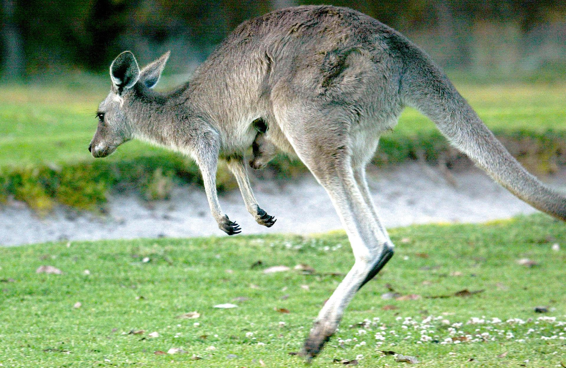 En by i Australien bliver hærget af en stor flok kænguruer.