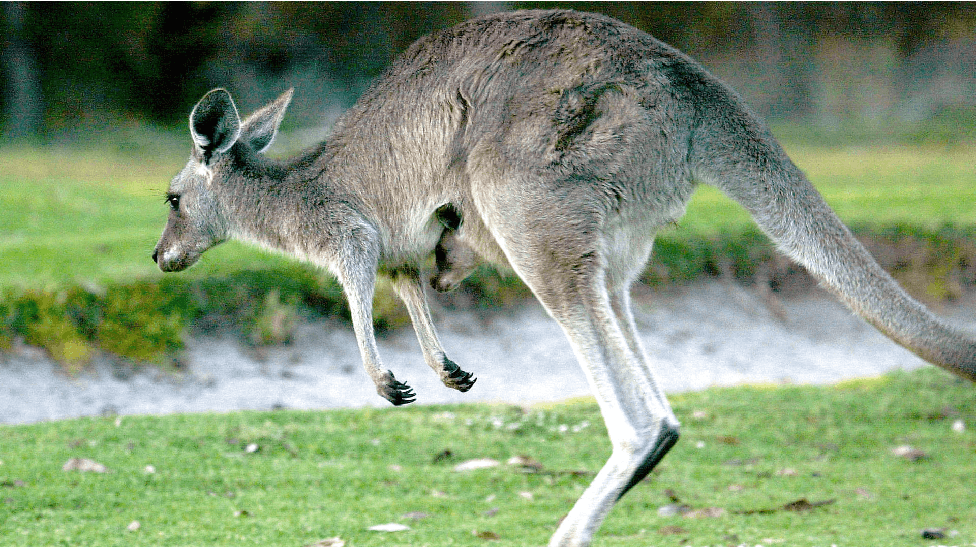 En by i Australien bliver hærget af en stor flok kænguruer.