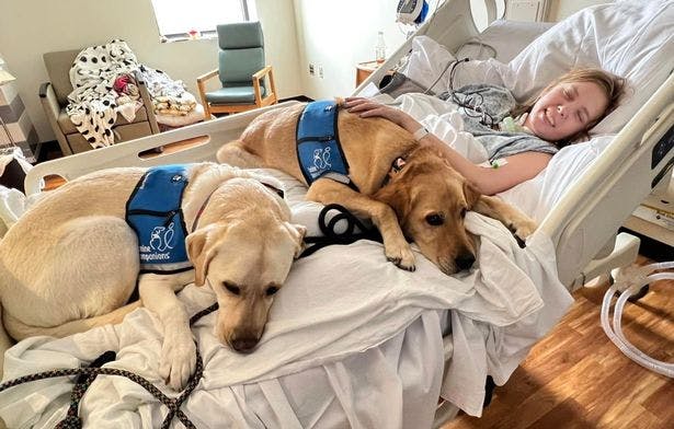 Caitlin sammen med to servicehunde, der hver dag hjælper hende i den svære tid. 
