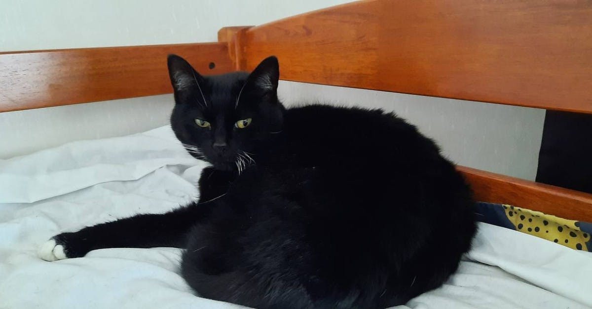 Katten Coco er ikke just begejstret over det eksotiske visit. Faktisk bærer den stadig nag. 