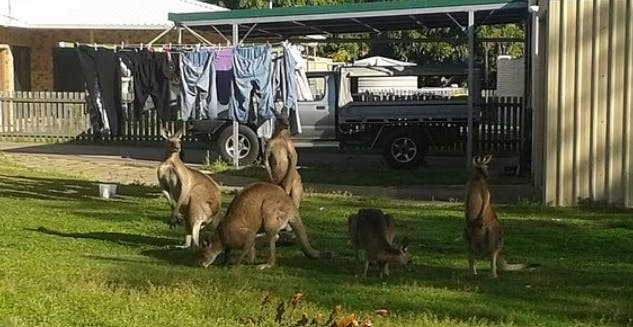 Kænguruerne er især tiltrukket af vedligeholdt græs i byen.
