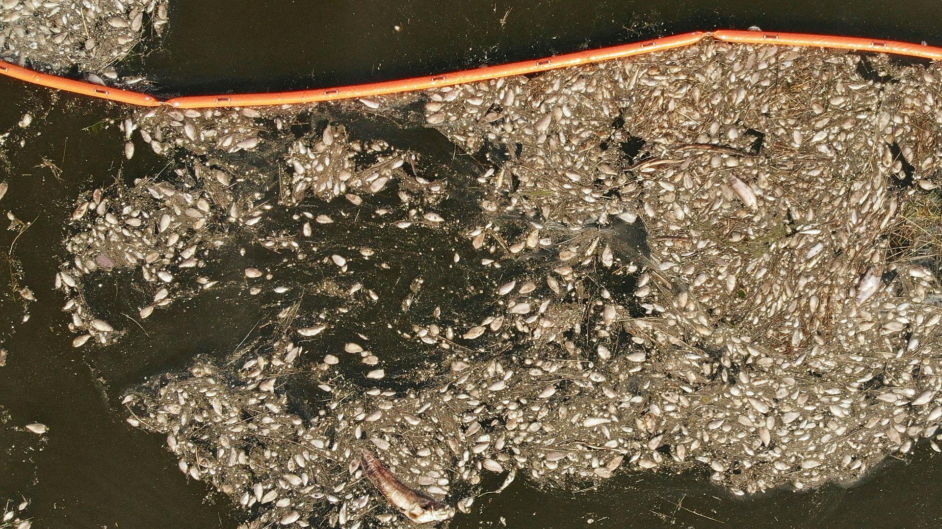 Tonsvis af døde fisk i flode Oder.