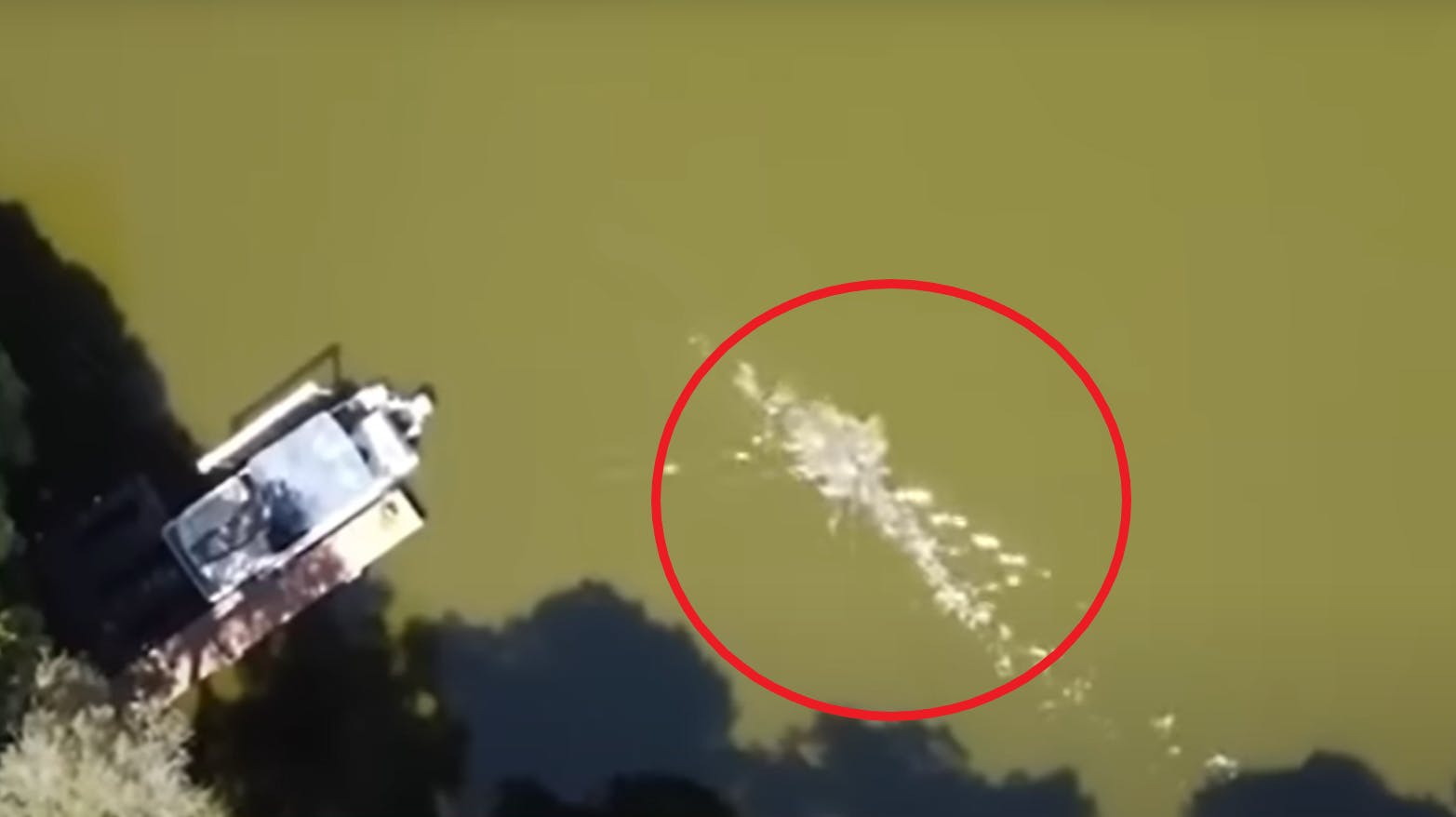 Her går alligatoren til angreb på Juan Carlos La Verde.