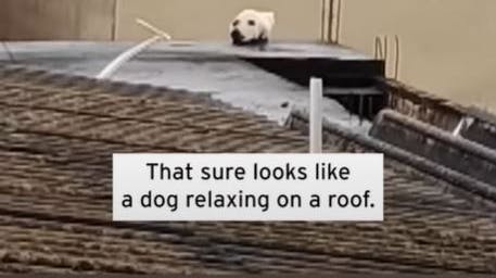 Hund illusion