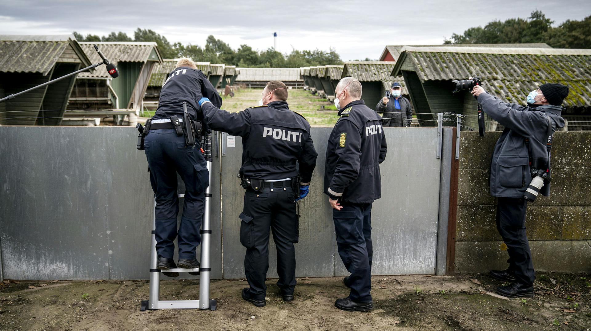 Yderligere to minkavlere er blevet anmeldt for at have snydt med coronatests, da de forsøgte at skjule mulig coronasmitte.