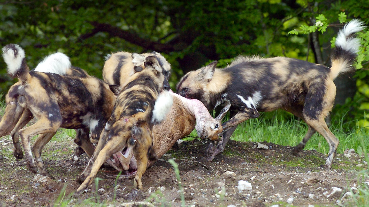 De afrikanske vildhunde i Reepark er IKKE kun til tørfoder.